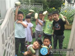 五幼中一小“農夫”八寶社區(qū)采摘西葫蘆